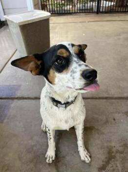 Rescue Australian Shepherd Dogs for Adoption in Poway, California - Tulip | PetCurious