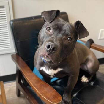 Tyson -  Pit Bull Terrier Dog for Adoption in Chicago, Illinois - Tyson | PetCurious