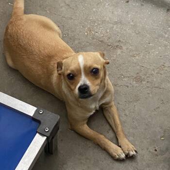 Mixed Breed Dogs Available for Adoption in Melrose, Florida - Princess | PetCurious
