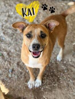 Rescue Cattle Dog Dogs for Adoption in College Station, Texas - Kai | PetCurious