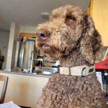 Hubert -  Standard Poodle Dog for Adoption in Courtice, Ontario - Hubert | PetCurious