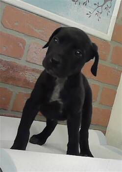 Staffordshire Bull Terrier and Mixed Breed Dogs Available for Adoption - HIBISCUS | PetCurious