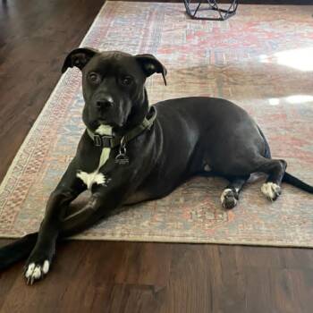 Rescue Pit Bull Terrier Dogs for Adoption in Wadena, Minnesota - Gus | PetCurious