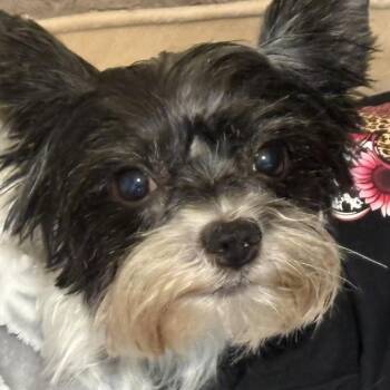 Twiggy -  Yorkshire Terrier Dog for Adoption in Houston, Texas - Twiggy | PetCurious