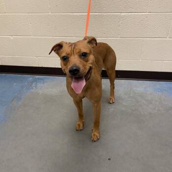 Mixed Breed Dogs Available for Adoption in Memphis, Tennessee - Umika | PetCurious