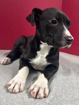 Labrador Retriever and Mixed Breed Dogs Available for Adoption - Eureka | PetCurious