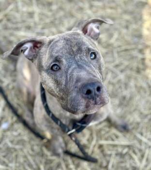 Pit Bull Terrier Dogs Available for Adoption - Gourmet | PetCurious