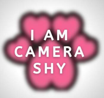 Rescue Pug Dogs for Adoption in Alvin, Texas - Sassy | PetCurious