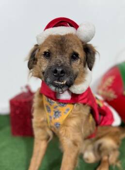 Elijan Woof-One of our Amazing Rescue Dogs -  Spaniel and Border Terrier Dog for Adoption in Carlsbad, California - Elijan Woof-One Of Our Amazing Rescue Dogs | PetCurious