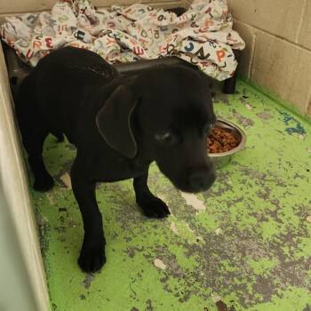 Rescue Mixed Breed Dogs for Adoption in Charleston, West Virginia - Bass | PetCurious