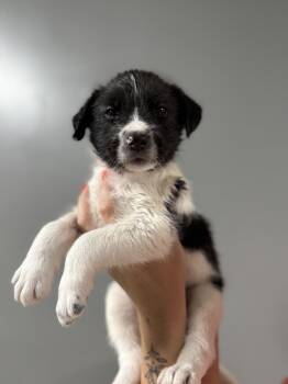 Mixed Breed Dogs Available for Adoption in Myrtle Beach, South Carolina - Tucker | PetCurious