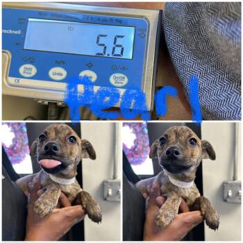 Rescue Rat Terrier and Chihuahua Dogs for Adoption - Pearl | PetCurious