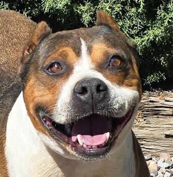 Tolerant Mr Topo True Gentleman -  American Staffordshire Terrier Dog for Adoption in North Valley, New Mexico - Tolerant Mr Topo True Gentleman | PetCurious