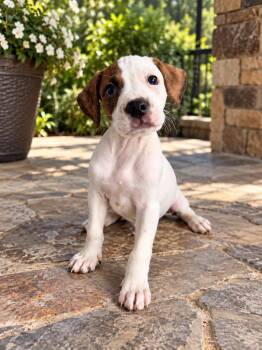 Oliver -  American Bully Dog for Adoption in Lutz, Florida - Oliver | PetCurious