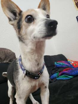 Chihuahua Dogs Available for Adoption in Billings, Montana - Lol-Jackson | PetCurious