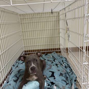 Cane -  Mixed Breed Dog for Adoption in Douglas, Massachusetts - Cane | PetCurious