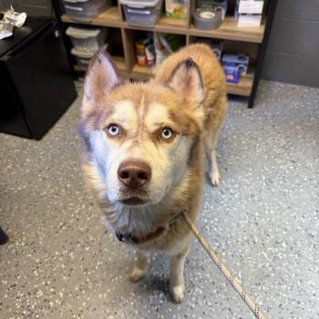 Zues -  Husky Dog for Adoption in Tuscaloosa, Alabama - Zues | PetCurious