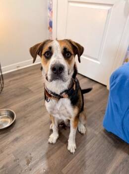 Perla Honey The Snuggle Ready Sweetheart -  Labrador Retriever and Beagle Dog for Adoption in Friendswood, Texas - Perla Honey The Snuggle Ready Sweetheart | PetCurious