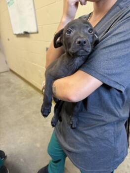 OPAL -  Pit Bull Terrier and Mixed Breed Dog for Adoption in Texas City, Texas - OPAL | PetCurious