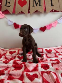 Doberman Pinscher Dogs Available for Adoption - Avery | PetCurious