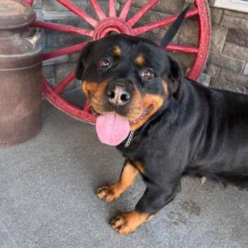 Rottweiler Dogs Available for Adoption - Jamie | PetCurious