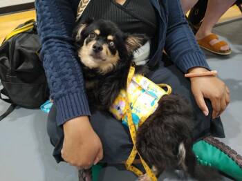 Stevie (In Foster) -  Pomeranian Dog Available for Adoption in Elmwood, Louisiana - Stevie (In Foster) | PetCurious