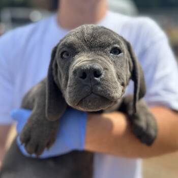 Cane Corso Dogs Available for Adoption in Columbia, South Carolina - Bianca Belair | PetCurious