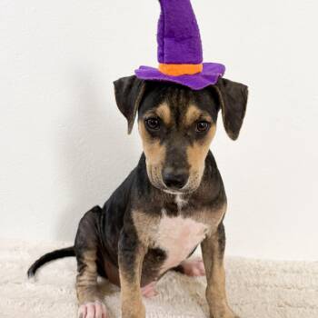 Bandit - The Old Soul Puppy -  Beagle and Canaan Dog Dog for Adoption in Carolina, Carolina - Bandit - The Old Soul Puppy | PetCurious