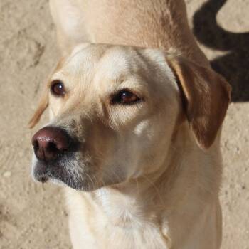 Estrella -  Labrador Retriever and Hound Dog for Adoption in Yucca Valley, California - Estrella | PetCurious