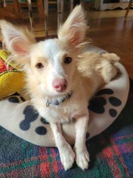 Lulu -  Terrier Dog for Adoption in Toronto, Ontario - Lulu | PetCurious