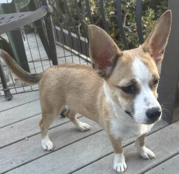 LUCY -  Corgi Dog for Adoption in El Cajon, California - LUCY | PetCurious