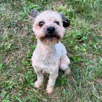Billy Joel -  Miniature Poodle Dog for Adoption in Houston, Texas - Billy Joel | PetCurious