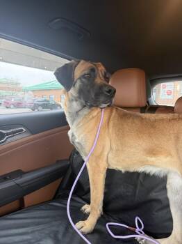 Mastiff and Belgian Shepherd Malinois Dogs Available for Adoption in Naperville, Illinois - Buttercup | PetCurious