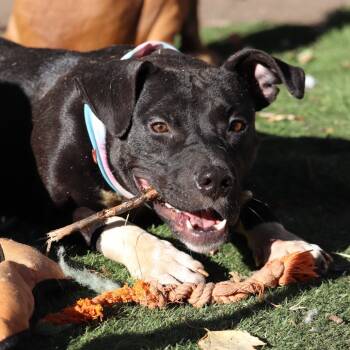 Rescue Pit Bull Terrier Dogs for Adoption in Buffalo, Minnesota - Nadine | PetCurious
