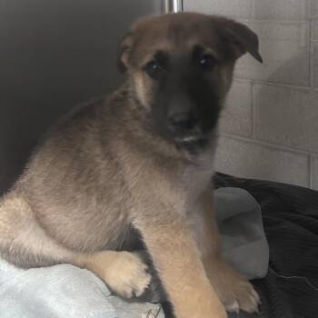 Shepherd Dogs Available for Adoption in Yuma, Arizona - Kid Cudi | PetCurious