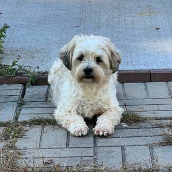 Patricia -  Mixed Breed Dog for Adoption in Park Falls, Wisconsin - Patricia | PetCurious