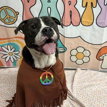 Arlo -  Pit Bull Terrier Dog for Adoption in Columbia, South Carolina - Arlo | PetCurious