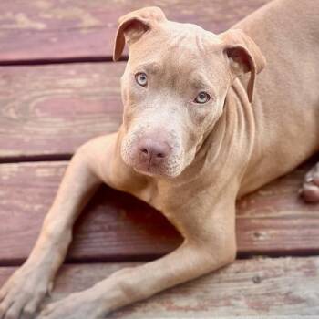 Lilliana -  Pit Bull Terrier Dog for Adoption in Chicago, Illinois - Lilliana | PetCurious