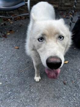 Snowy -  Siberian Husky and Mixed Breed Dog for Adoption in Atlanta, Georgia - Snowy | PetCurious