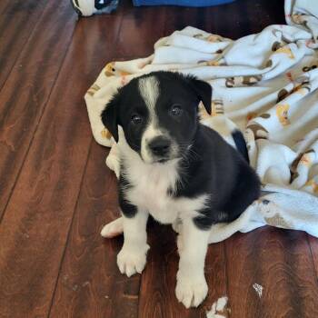 Border Collie Dogs Available for Adoption in La Grange, Kentucky - TOAST | PetCurious