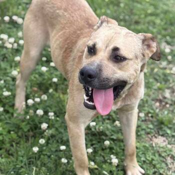 Rescue Labrador Retriever and Mixed Breed Dogs for Adoption in Hackett, Arkansas - Tango | PetCurious