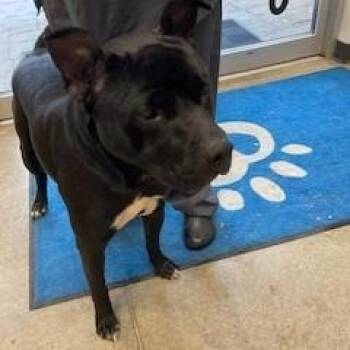 YORK-Stray-16424 -  Pit Bull Terrier Dog for Adoption in York, Pennsylvania - YORK-Stray-16424 | PetCurious