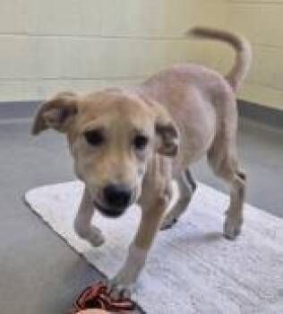 Rescue Shepherd Dogs for Adoption in Glasgow, Kentucky - Leon | PetCurious