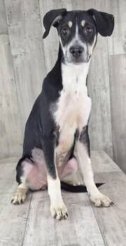 Sally -  Mixed Breed Dog for Adoption in Shreveport, Louisiana - Sally | PetCurious