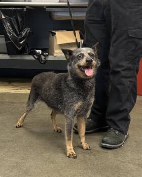 BETTY WHITE -  Australian Cattle Dog Blue Heeler Dog for Adoption in San Antonio, Texas - BETTY WHITE | PetCurious