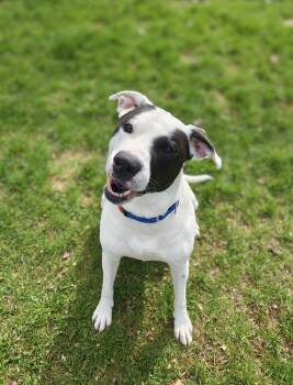 Pit Bull Terrier Dogs Available for Adoption in Oconto, Wisconsin - Spade | PetCurious