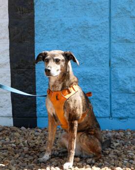 Australian Cattle Dog Blue Heeler Dogs Available for Adoption in Denver, Colorado - Kona | PetCurious