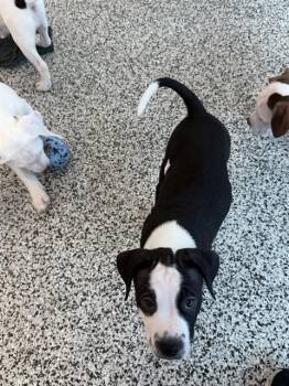 TRITON -  American Bulldog Dog for Adoption in Vaughan, Ontario - TRITON | PetCurious