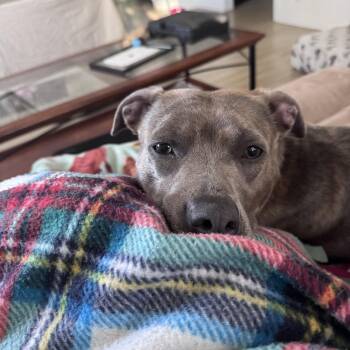 Mahina -  Pit Bull Terrier Dog for Adoption in Fargo, North Dakota - Mahina | PetCurious