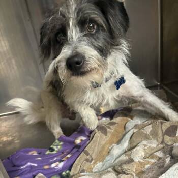 Arden - Costa Mesa Location -  Terrier and Mixed Breed Dog for Adoption in Chino Hills, California - Arden - Costa Mesa Location | PetCurious